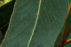 Eucalyptus nicholii