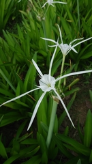 Hymenocallis speciosa