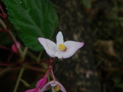 Begonia alveolata