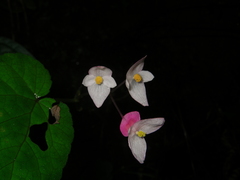 Begonia alveolata