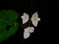 Begonia alveolata