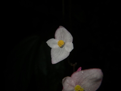 Begonia alveolata