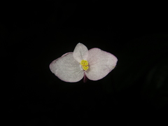 Begonia alveolata