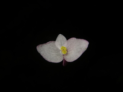 Begonia alveolata