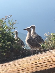 Larus michahellis