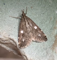 Udea olivalis
