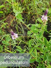 Orbexilum