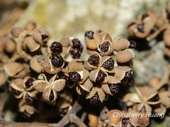 Zanthoxylum ailanthoides ailanthoides