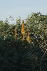 Aloe arborescens × ferox