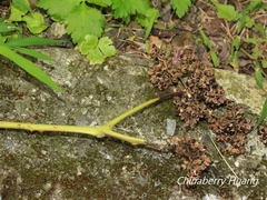 Zanthoxylum ailanthoides ailanthoides