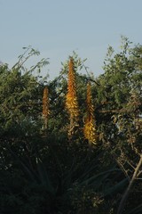 Aloe arborescens × ferox