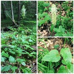 Phyteuma spicatum spicatum