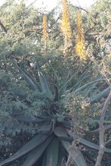 Aloe arborescens × ferox