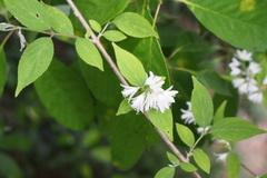 Deutzia gracilis