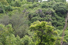 Wisteria floribunda