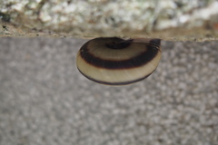 Euhadra amaliae