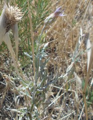 Xeranthemum cylindraceum