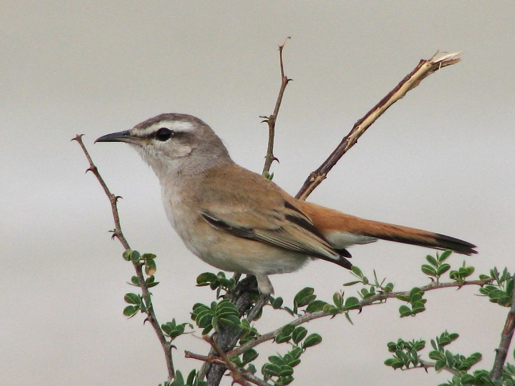 Kalahari Scrub-Robin (Cercotrichas paena) photo