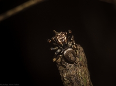 Paraphilaeus daemeli