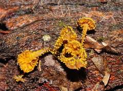 Neobarya agaricicola
