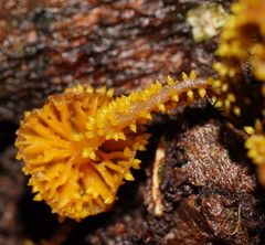 Neobarya agaricicola