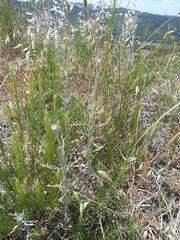 Xeranthemum cylindraceum