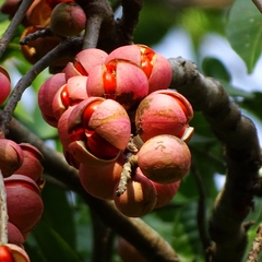 Aphanamixis polystachya