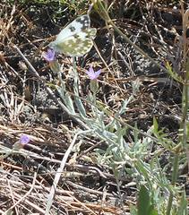 Xeranthemum cylindraceum
