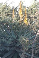 Aloe arborescens × ferox