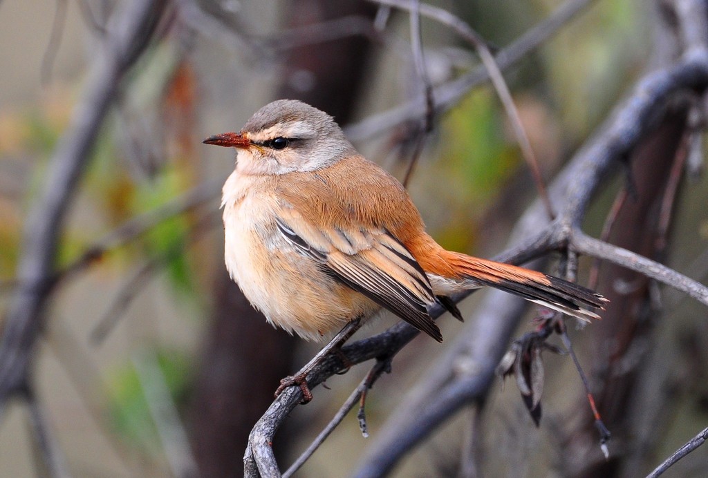 Kalahari Scrub-Robin