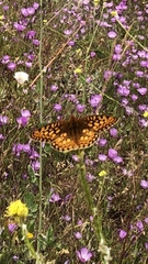 Speyeria callippe comstocki