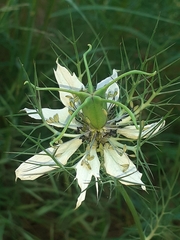Nigella damascena