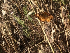 Speyeria callippe comstocki