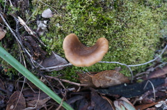 Hohenbuehelia clelandii