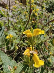 Phlomis viscosa