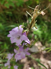 Campanula rapunculus
