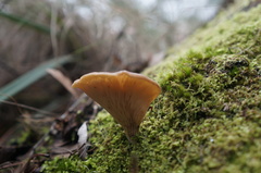 Hohenbuehelia clelandii