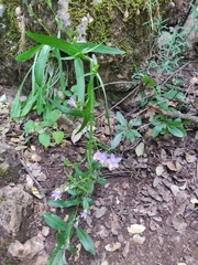 Campanula rapunculus
