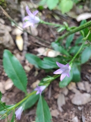 Campanula rapunculus