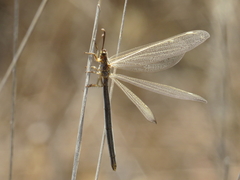 Creoleon lugdunensis