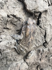 Sclerophrys gutturalis