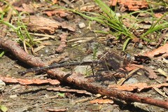 Phanogomphus spicatus