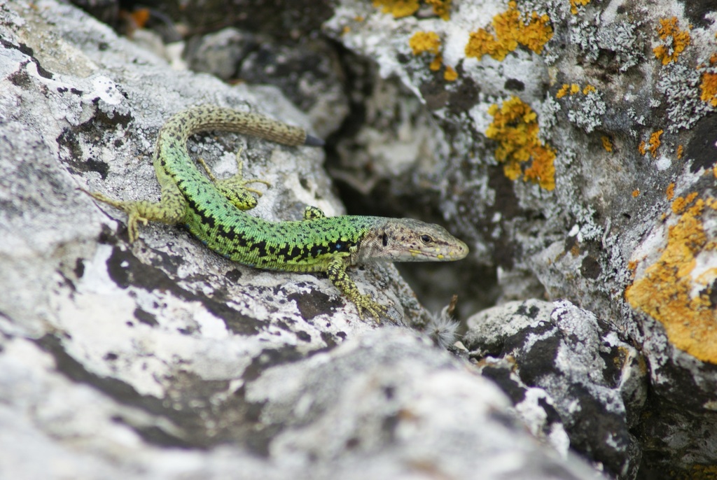 Lindholm's Lizard