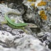Crimean Rock Lizard - Photo no rights reserved, uploaded by Yehor Yatsiuk