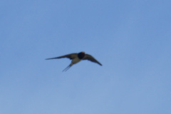 Hirundo rustica