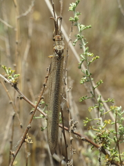 Creoleon lugdunensis