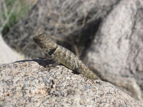 Sceloporus magister