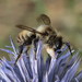 Megachile lagopoda - Photo (c) Rafael Carbonell Font, algunos derechos reservados (CC BY-NC), subido por Rafael Carbonell Font