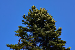 Abies pinsapo marocana