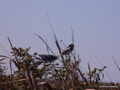 Alectrurus risora
